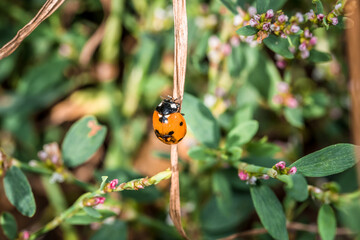 Marienkäfer sitzt auf einem Grashalm auf einer Blumen Wiese im Sommer, Deutschland