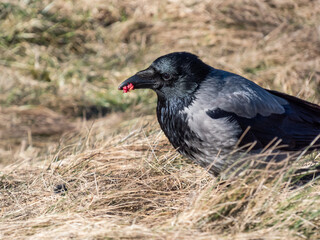 The hooded crow (Corvus cornix) eating its prey in dry grass. Bird tearing a small mammal in pieces and eating it