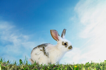 青空を背景にした草地に立つ白い子ウサギの横姿