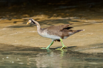 Masked Finfoot