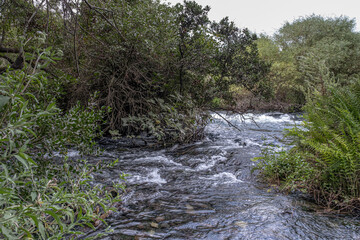 Dan River, originating from Tel Dan springs, the largest of the Jordan River sources, Tel Dan Nature Reserve, Kibbutz Dan, Upper Galilee, Northern Israel, Israel.