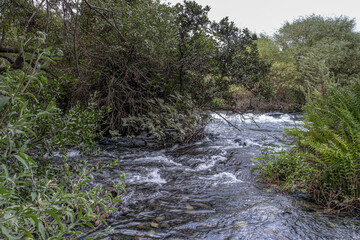 Obraz premium Dan River, originating from Tel Dan springs, the largest of the Jordan River sources, Tel Dan Nature Reserve, Kibbutz Dan, Upper Galilee, Northern Israel, Israel.