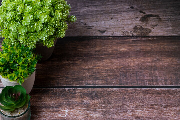 Fresh green potted plants of various species