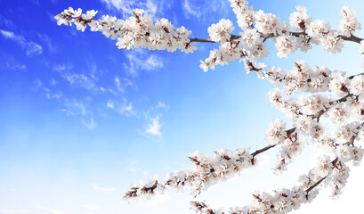 Horizontal banner with sakura flowers of white color on sunny backdrop