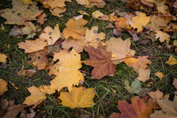 Bright and colorful autumn leaves
