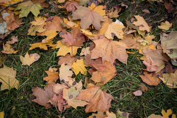 Bright and colorful autumn leaves