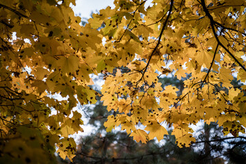 Bright and colorful autumn leaves