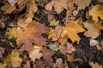 Bright and colorful autumn leaves
