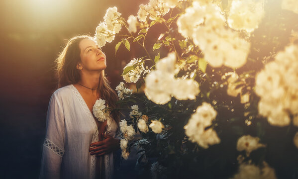 A Beautiful Woman Smells A Rosebush At Sunset.