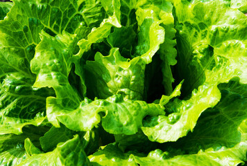 Fresh green lettuce for background