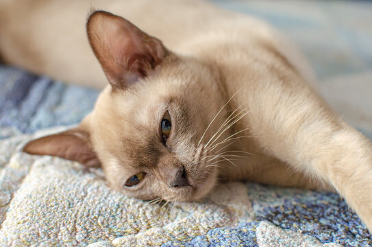Champagne burmese best sale cat