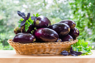 Fresh ripe eggplants in a wicker basket on a wooden table outdoors