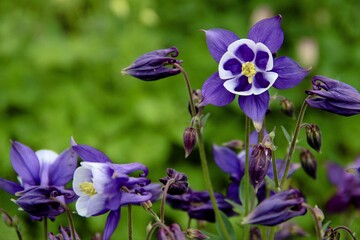 Blue Columbine Flowers Blossom in Garden