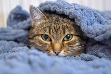 Fototapeta na wymiar Funny sleepy tortoiseshell cat is resting under the grey blanket on a bed.