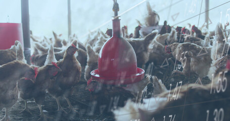 Image of financial data processing over chickens at farm