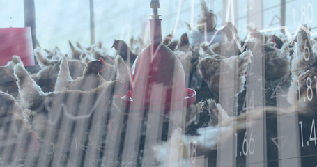 Image of financial data processing over chickens at farm