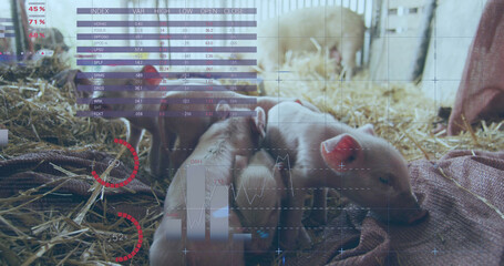 Image of financial data processing over pigs at farm