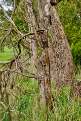 Obraz premium Most species of Eucalyptus are native to Australia, and every state and territory has representative species. About three-quarters of Australian forests are eucalypt forests