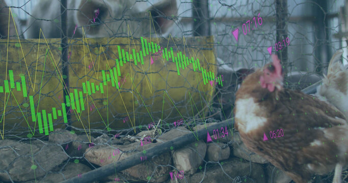 Image of financial data processing over chickens and pigs at farm
