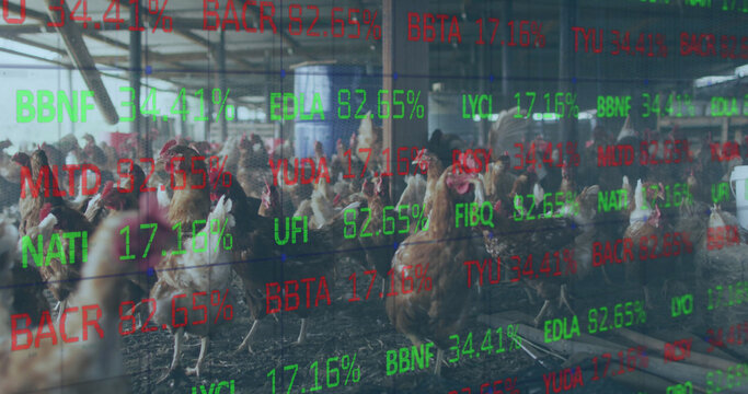 Image of financial data processing over chickens at farm