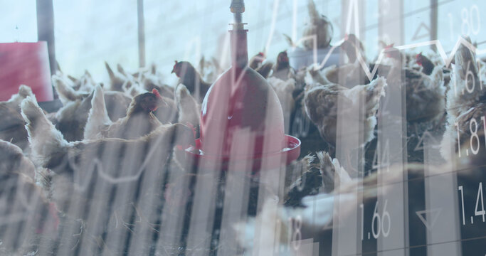 Image of financial data processing over chickens at farm