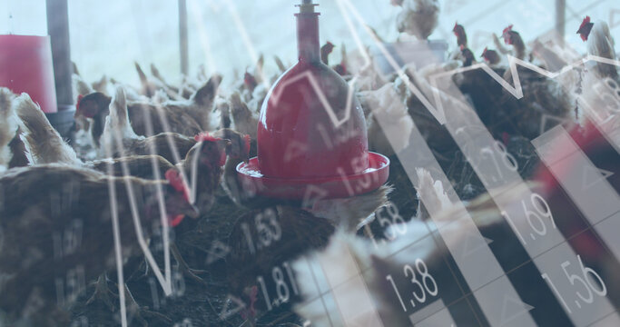 Image of financial data processing over chickens at farm