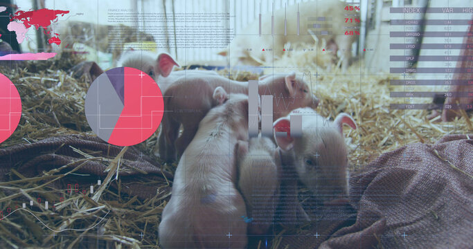 Image of financial data processing over pigs at farm