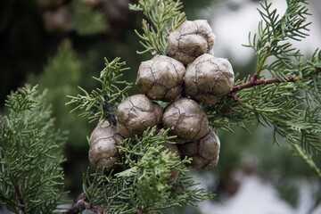 Cypress Plant in Iseland with Furit Buds