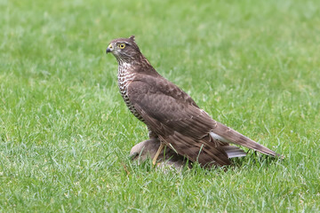 Sparrowhawk ( Accipiter nisus ) resting on a grass