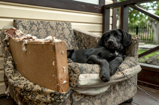 Mischievous Dog Lying On Chewed Up Disheveled Armchair