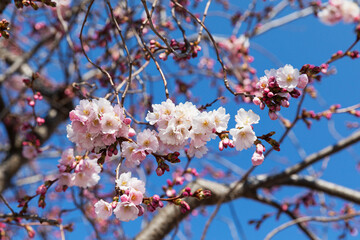 Blossoming almond tree in early spring
