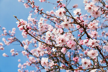 Germany, Rhineland-Palatinate, Branches of pink blossoming almond tree