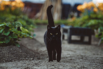 Black cat walking in garden