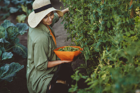 Mature Woman Picking Green Peas In Container At Garden