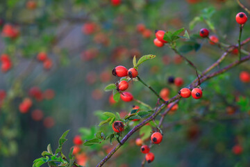 Rose hips growing in summer