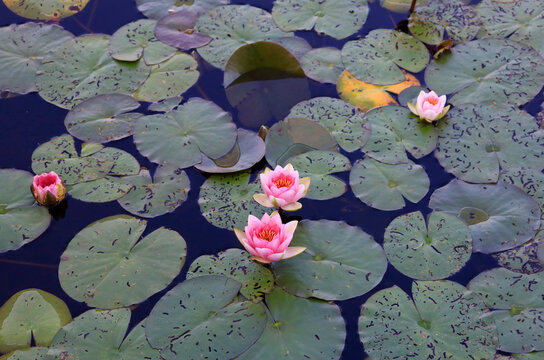 Pond filled with water lilies
