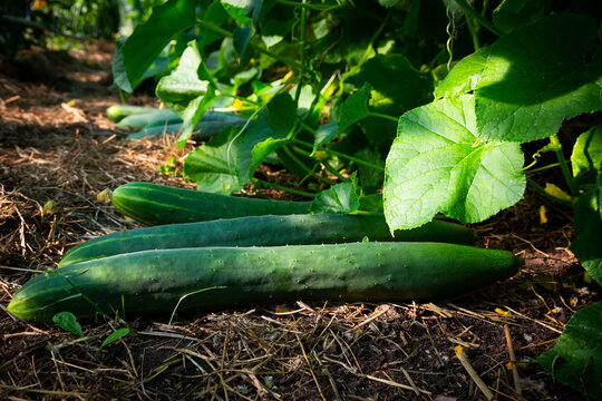 Cucumbers grown in greenhouse