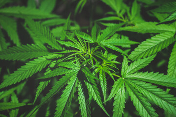 Fototapeta na wymiar Marijuana plant, cannabis medical use, Cannabis plants