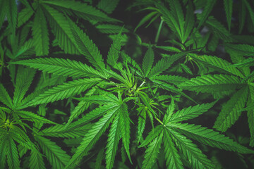 Naklejka na ściany i meble Marijuana, Cannabis leaves dark nature background