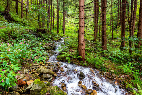 Clear forest stream flowing through Puster Valley