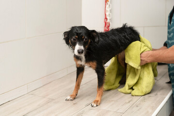 drying a dog off with a towel after bath in a dog grooming salon