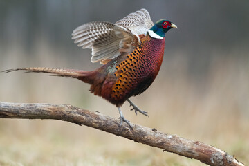 Common pheasant (Phasianus colchius) Ring-necked pheasant in natural habitat, male grassland