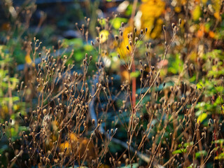 dry grass with a autumn color lush foliage on a background, fall season flora