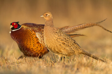 Common pheasant (Phasianus colchius) Ring-necked pheasant in natural habitat, male grassland