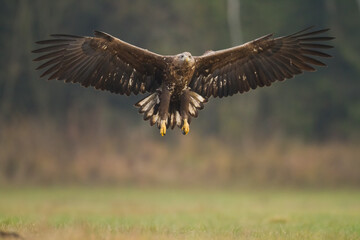 Majestic predator White-tailed eagle, Haliaeetus albicilla in Poland wild nature