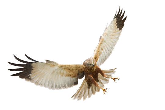 recommend clip art: flying Bird of prey Marsh Harrier Circus aeruginosus isolated on white background