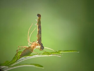 Macro shot of Dragonfly eating another insect