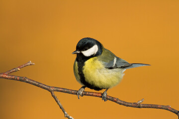 Colorful great tit ( Parus major ) perched on a tree trunk, photographed in horizontal, amazing background
