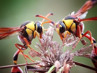 Macro shot of hornets and the wasp Pollination