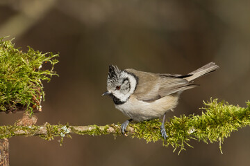 Fototapeta premium Bird Crested tit Lophophanes cristatus small bird perched on the tree in forest, Poland Europe